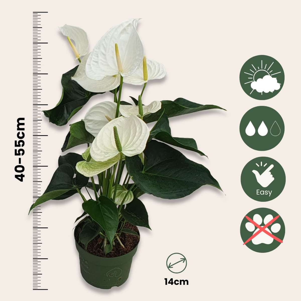 Anthurium 'Alaska White' Laceleaf Plant - Height 55-70cm