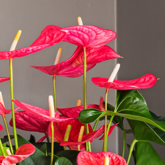 Anthurium Maine Pink Laceleaf Plant - Height 55-70cm