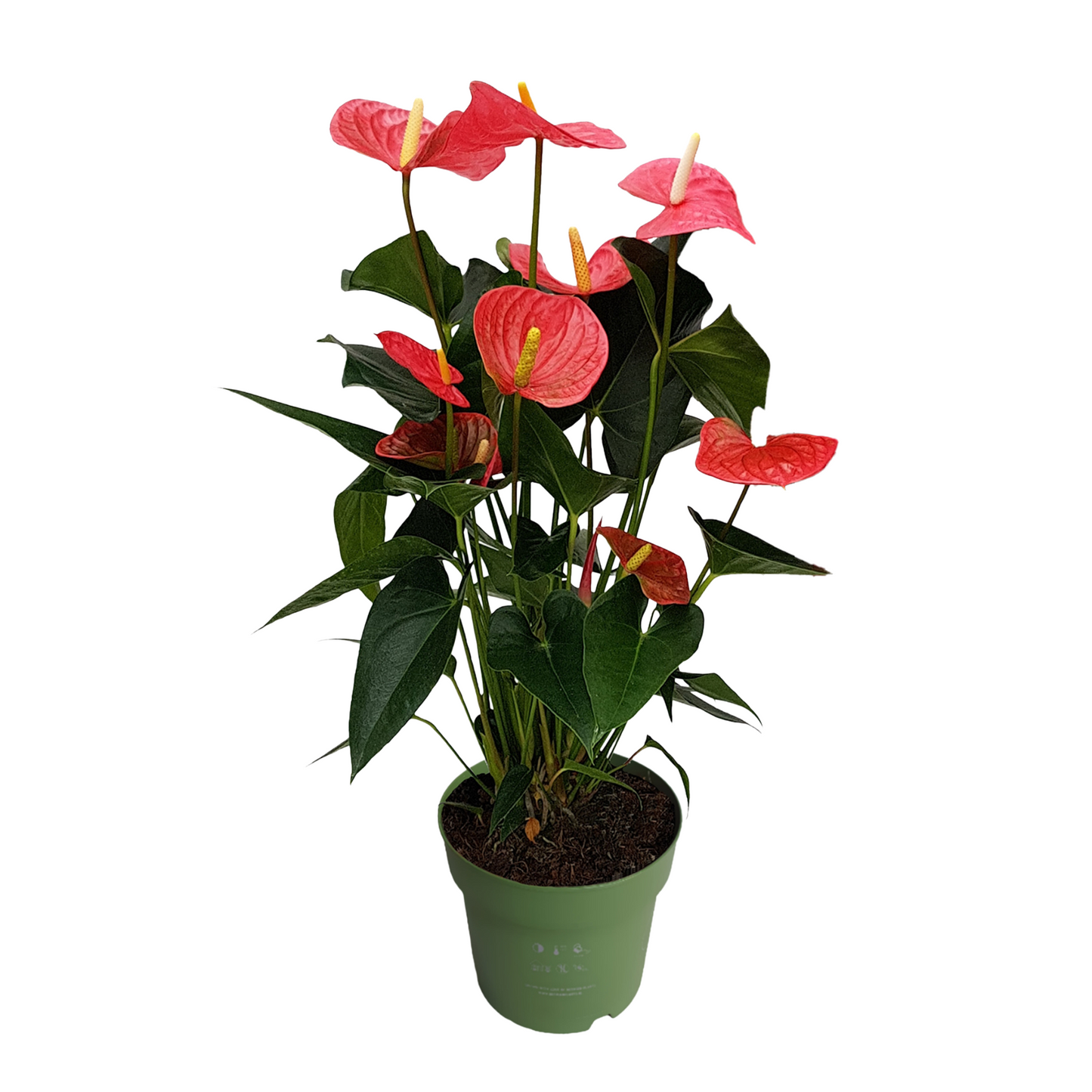 Anthurium Maine Pink Laceleaf Plant - Height 55-70cm