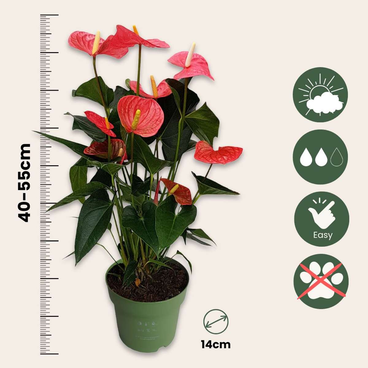 Anthurium Maine Pink Laceleaf Plant - Height 55-70cm