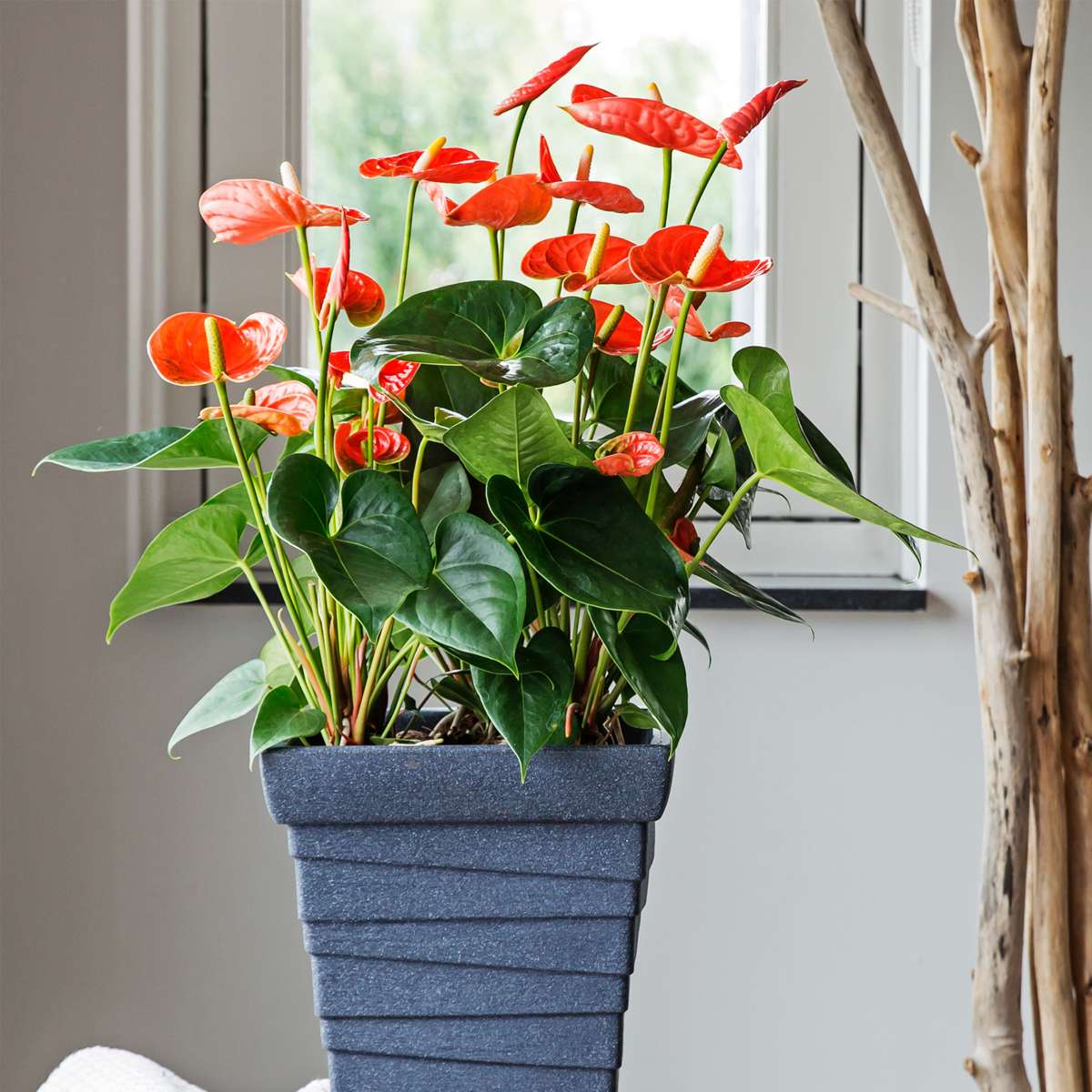 Anthurium Madural Orange Laceleaf Houseplant - Height 55-70cm