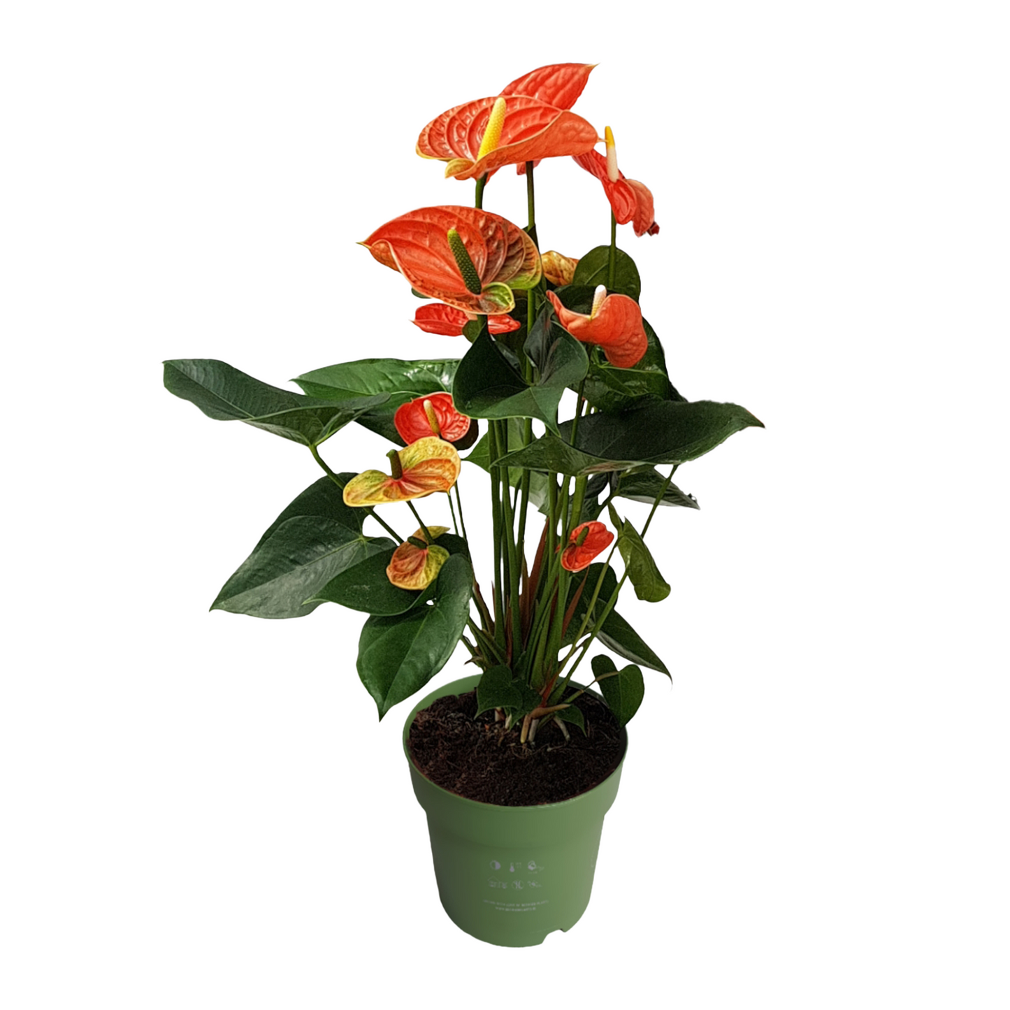 Anthurium Madural Orange Laceleaf Houseplant - Height 55-70cm