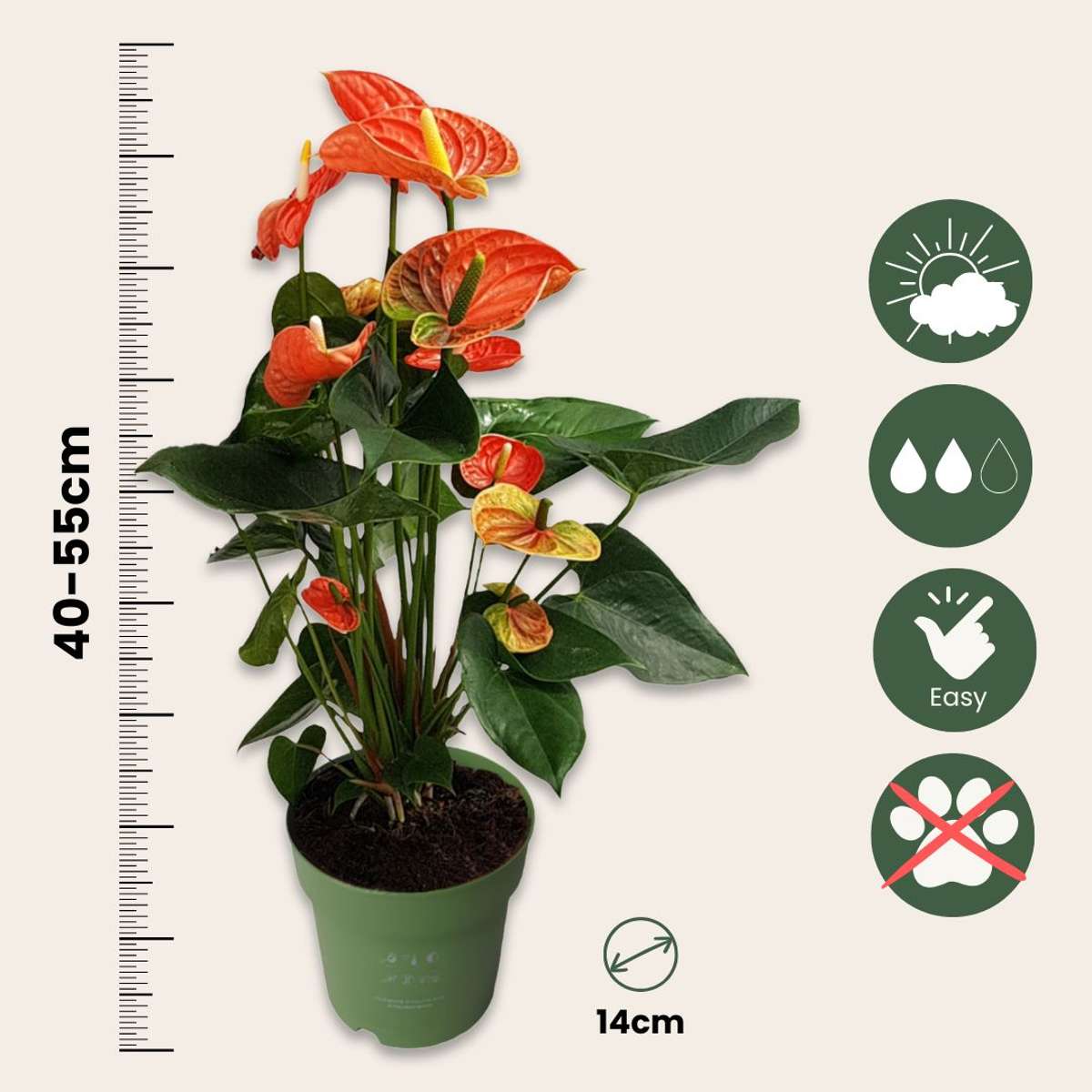Anthurium Madural Orange Laceleaf Houseplant - Height 55-70cm