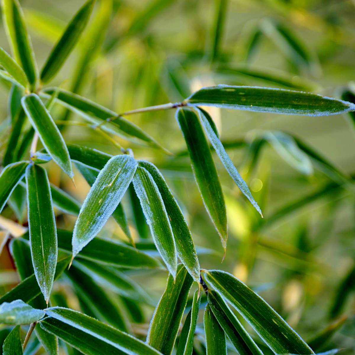 1610503_Closeup_02_SQ_a9ef7a41-b853-41b1-95dd-f5e2d3d1d2d0