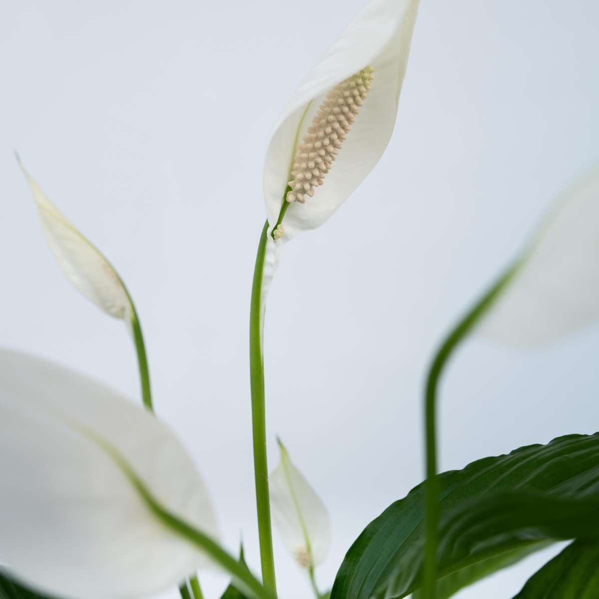 Spathiphyllum Lima Peace Lily - Height 60-75cm