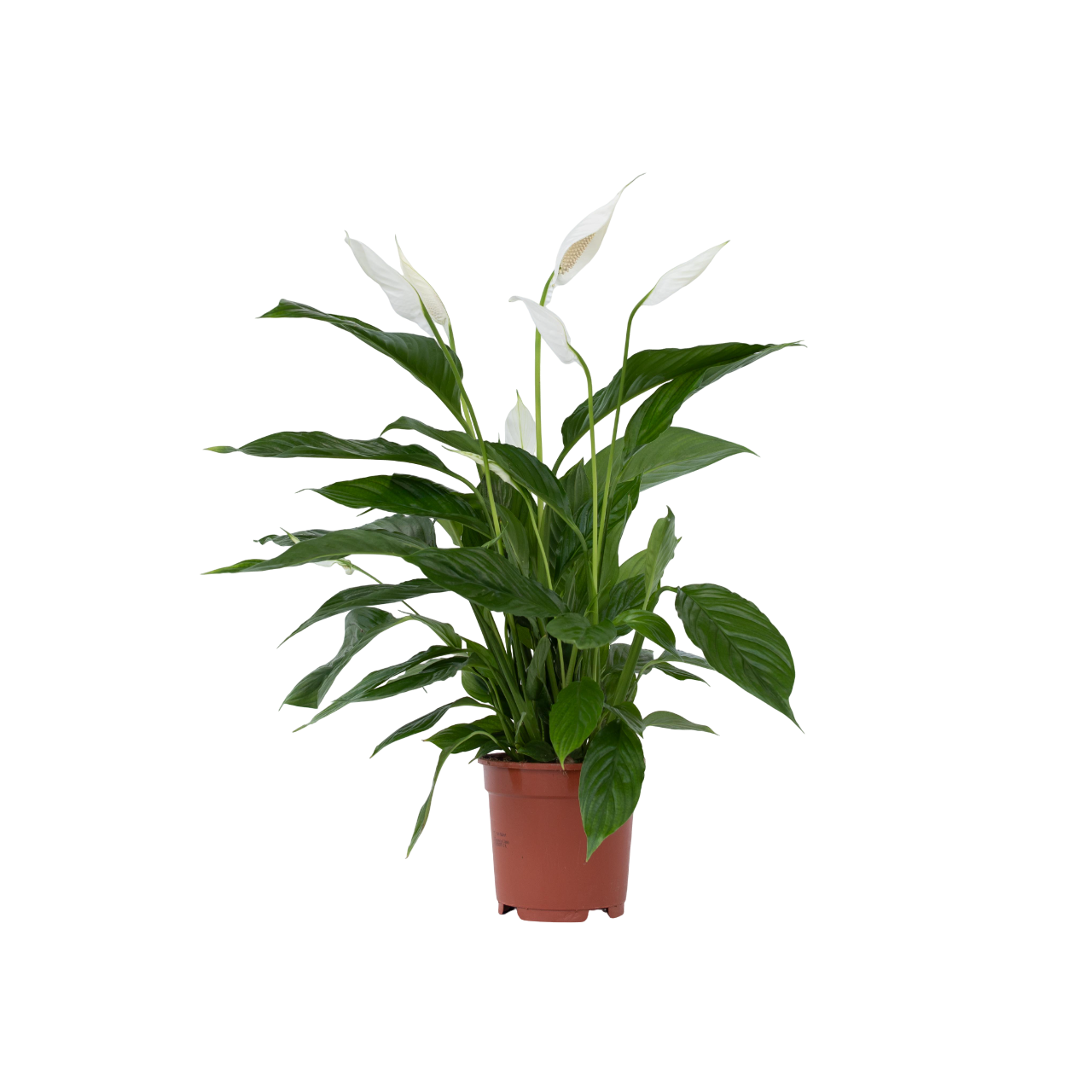 Spathiphyllum Lima Peace Lily - Height 60-75cm