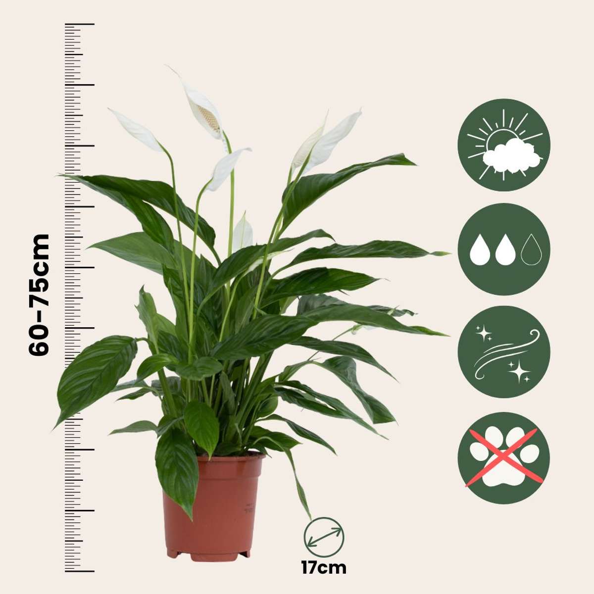 Spathiphyllum Lima Peace Lily - Height 60-75cm