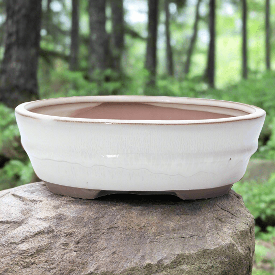18cm_Glazed_Bonsai_Pot_Oval_18cm_x_15cm_x_5cm_White_-_Yorkshire_Bonsai-15756