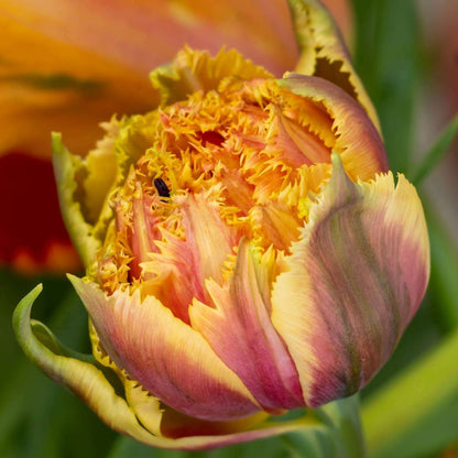 1913215_Closeup_01_SQ_8c9ca69a-a695-491d-affe-9db63be69dcf