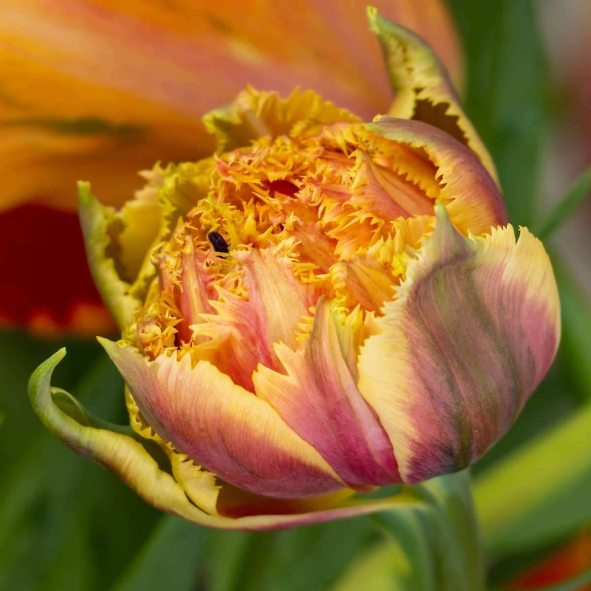 1913220_Closeup_01_SQ_ae870302-5c81-421f-9206-05508eaa7812