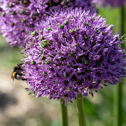 1917016_Closeup-01_SQ