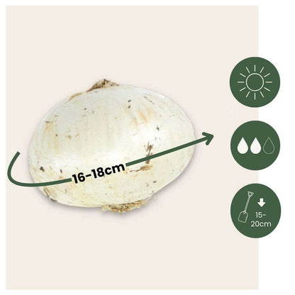 1917016_Sizeindicator_01