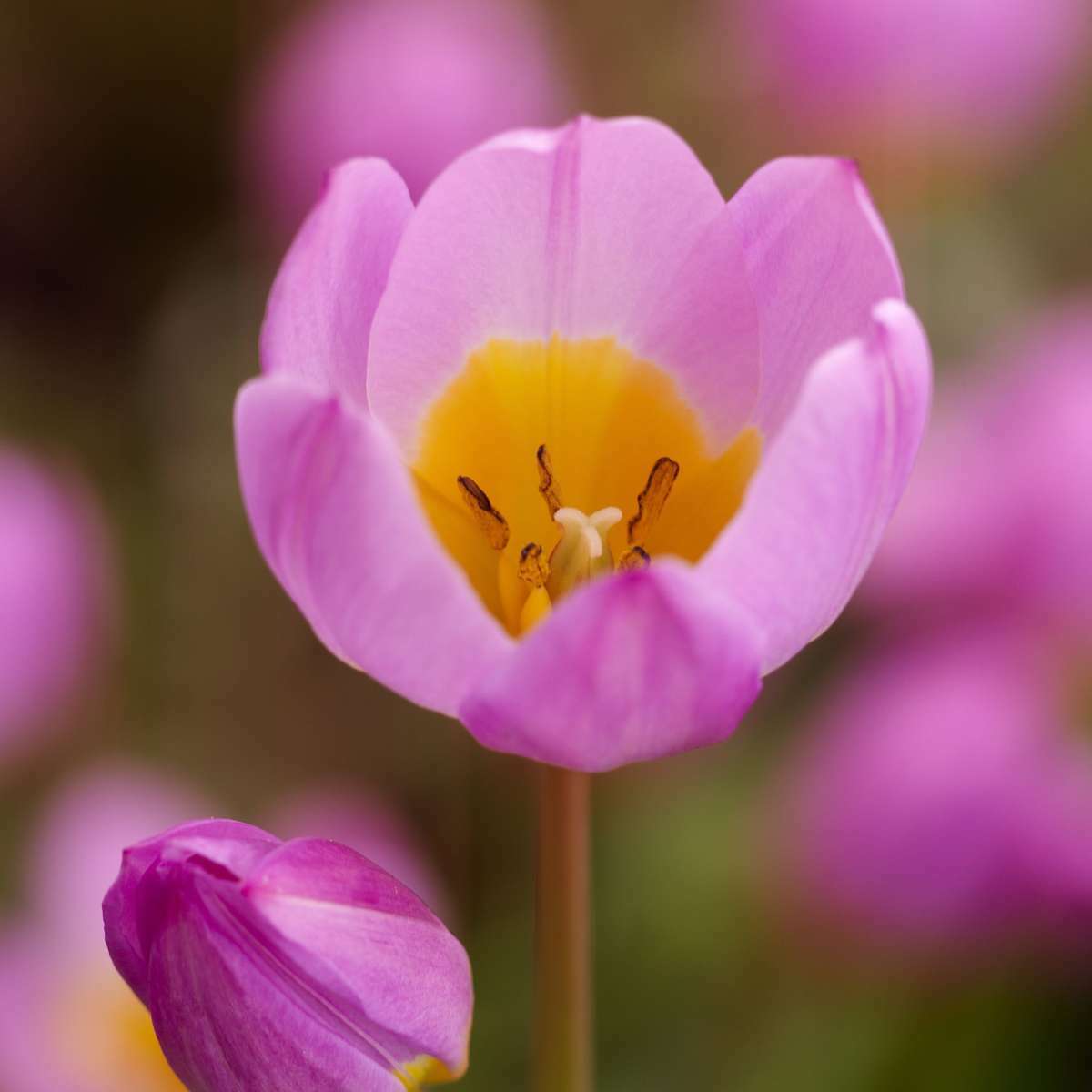 1924100_Closeup_02_SQ_68b3ddc2-2238-4ba9-81d1-35d7ce686c8b