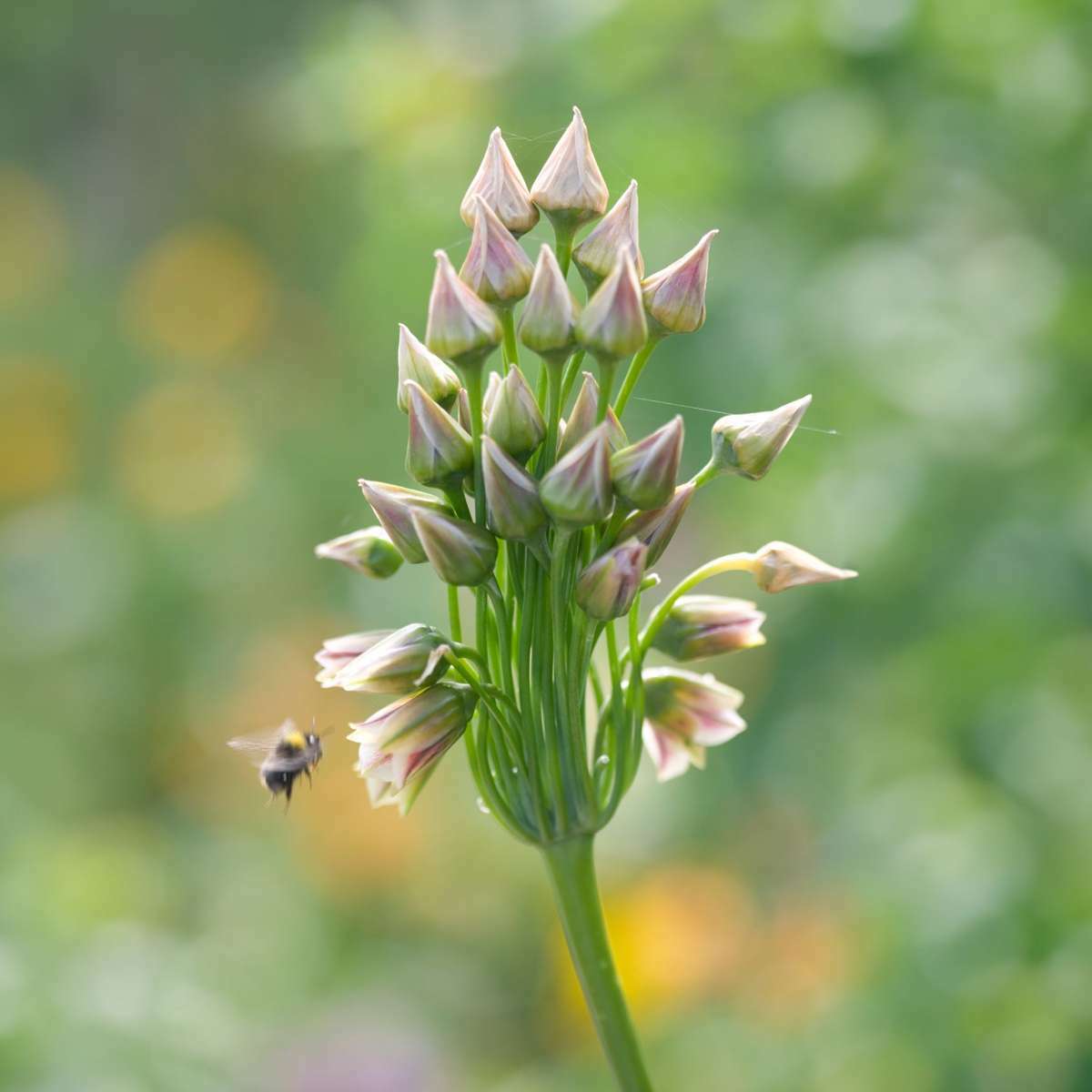 1927430_Closeup_02_SQ