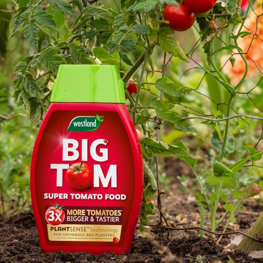 Westland Big Tom Tomato Food 1L