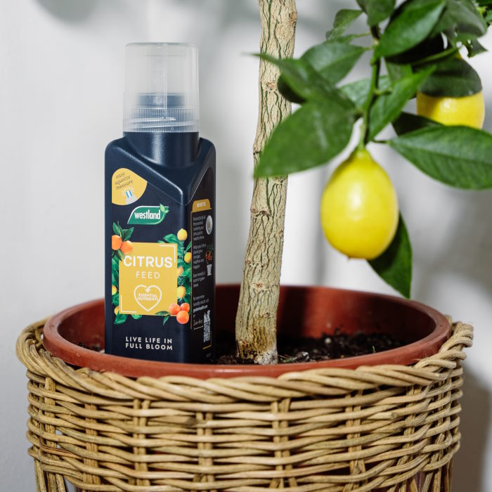 Westland Citrus Feed Concentrate in a citrus plant tree pot