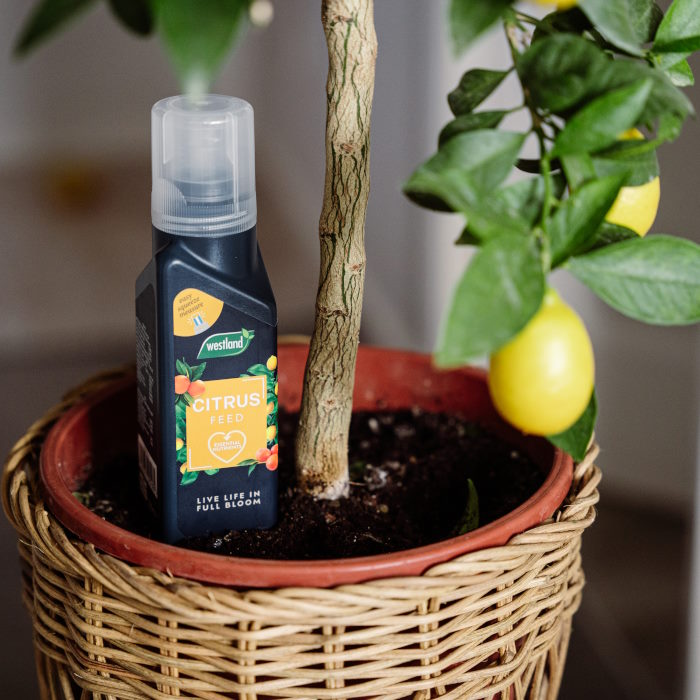 Westland Citrus Feed Concentrate in a plant pot