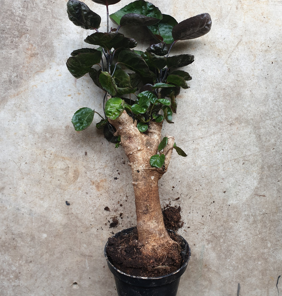 Polyscias Fabian Plant - Dinner Plate Aralia Houseplant