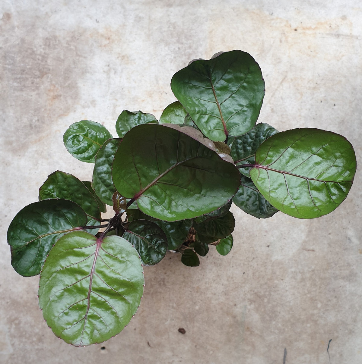 Polyscias Fabian Plant - Dinner Plate Aralia Houseplant