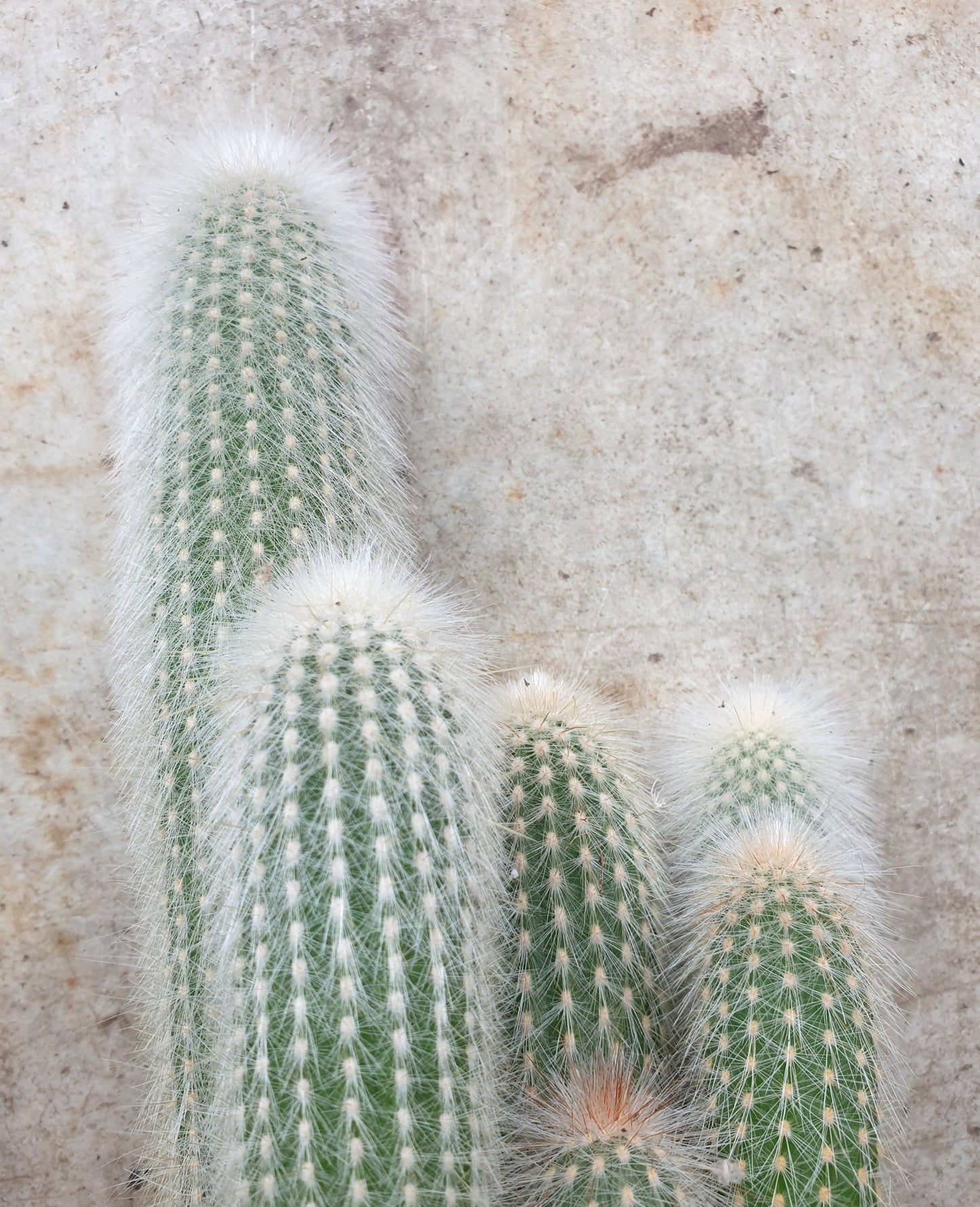 Cleistocactus strausii (Wooly torch Cactus)