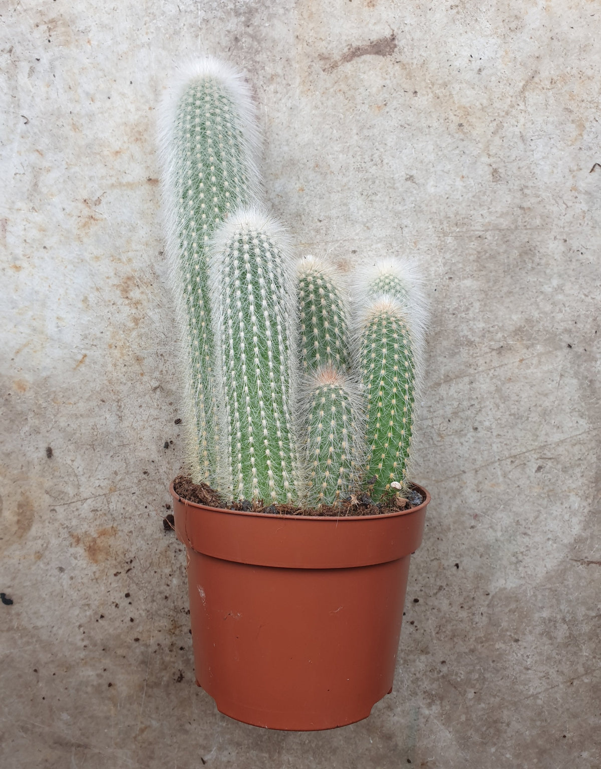 Cleistocactus strausii (Wooly torch Cactus)