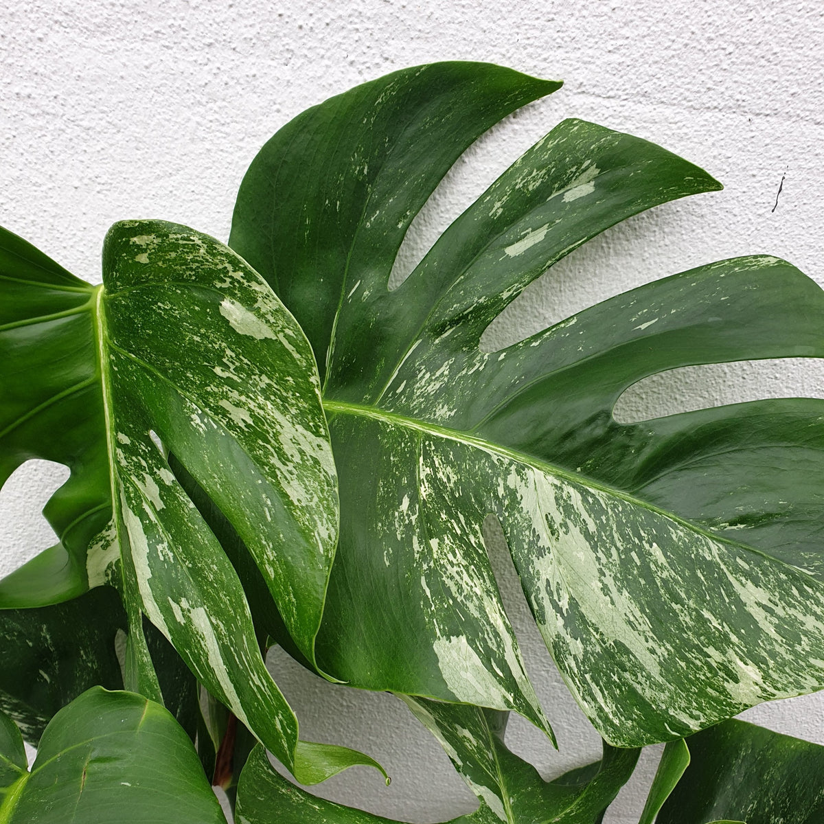 Variegated Cheese Plant - Monstera deliciosa 'Variegata' Houseplant