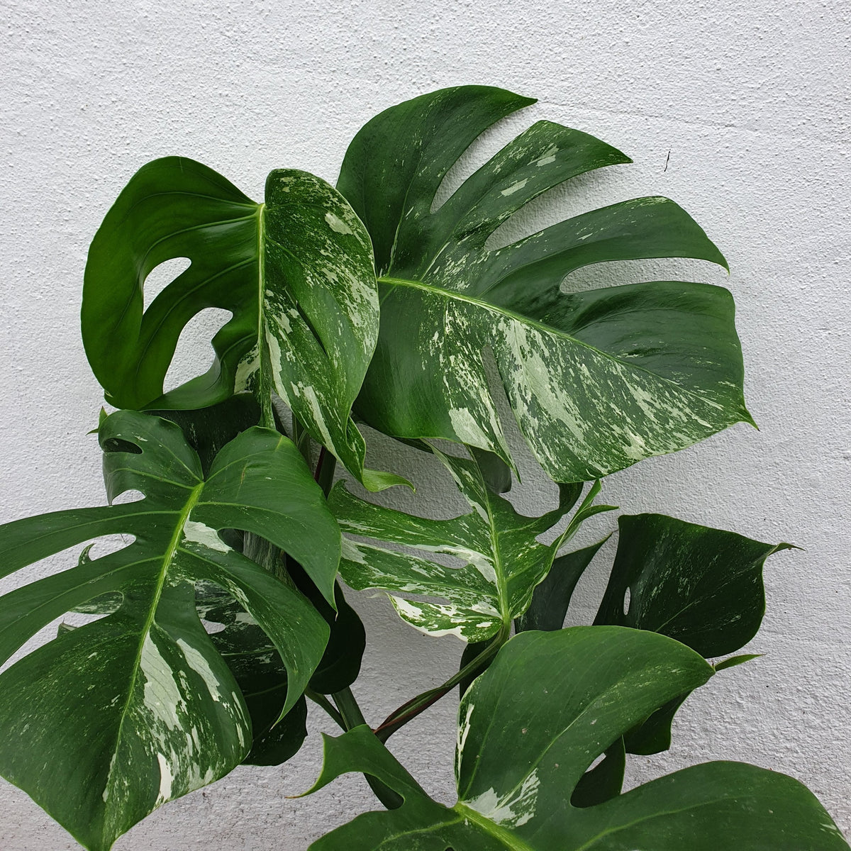 Variegated Cheese Plant - Monstera deliciosa 'Variegata' Houseplant