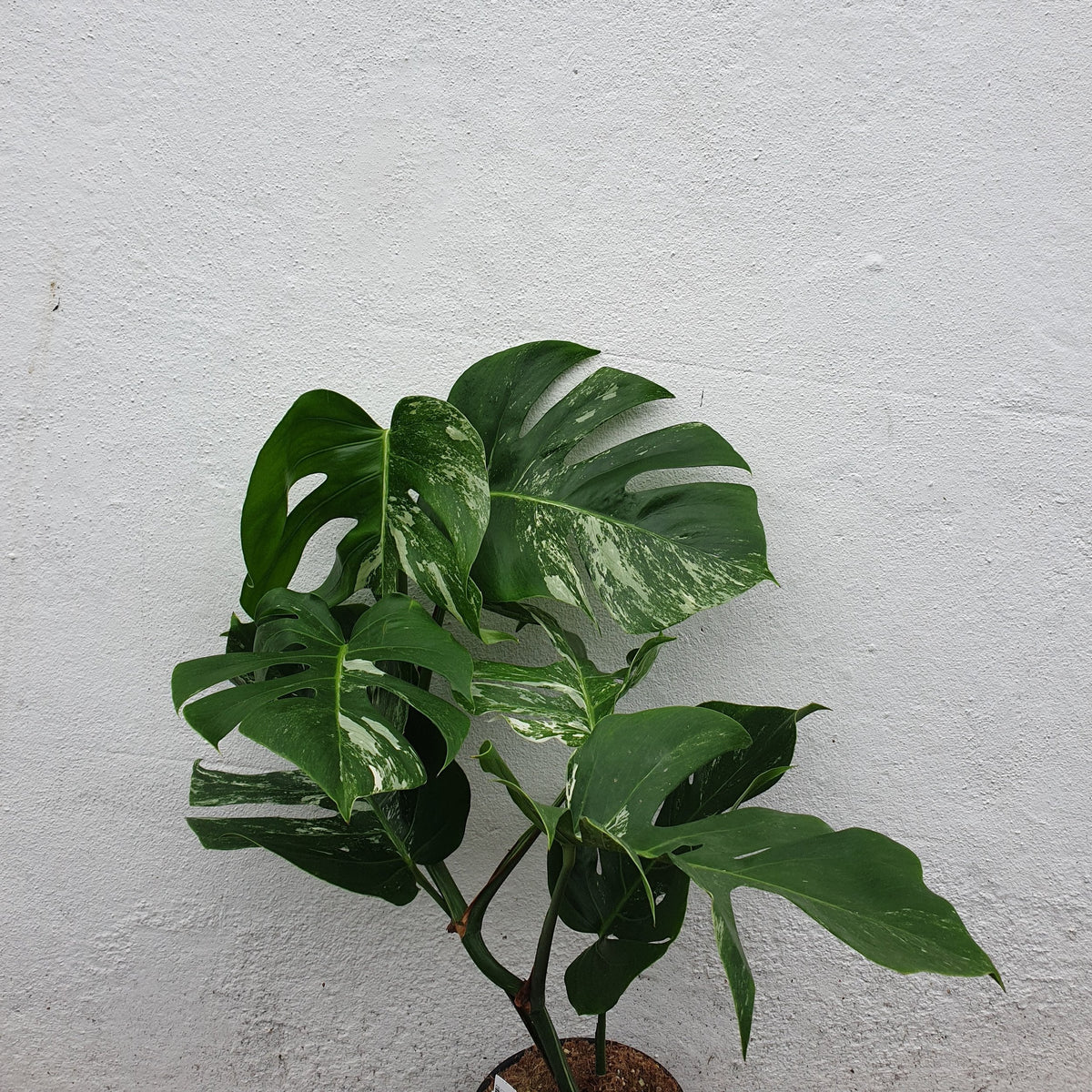 Variegated Cheese Plant - Monstera deliciosa 'Variegata' Houseplant