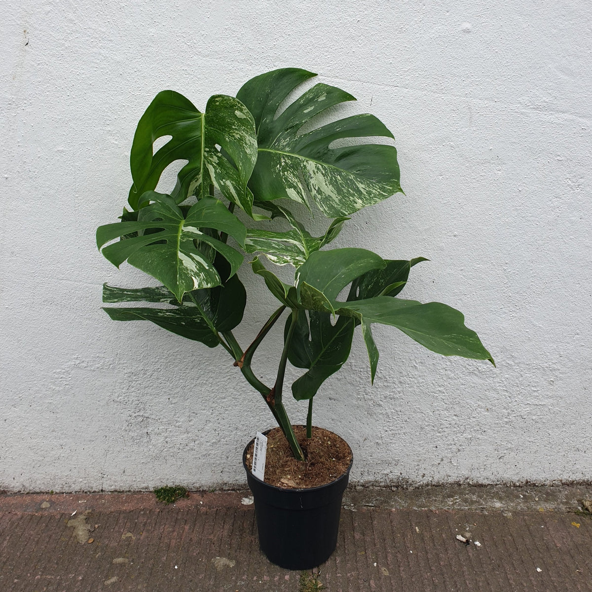Variegated Cheese Plant - Monstera deliciosa 'Variegata' Houseplant