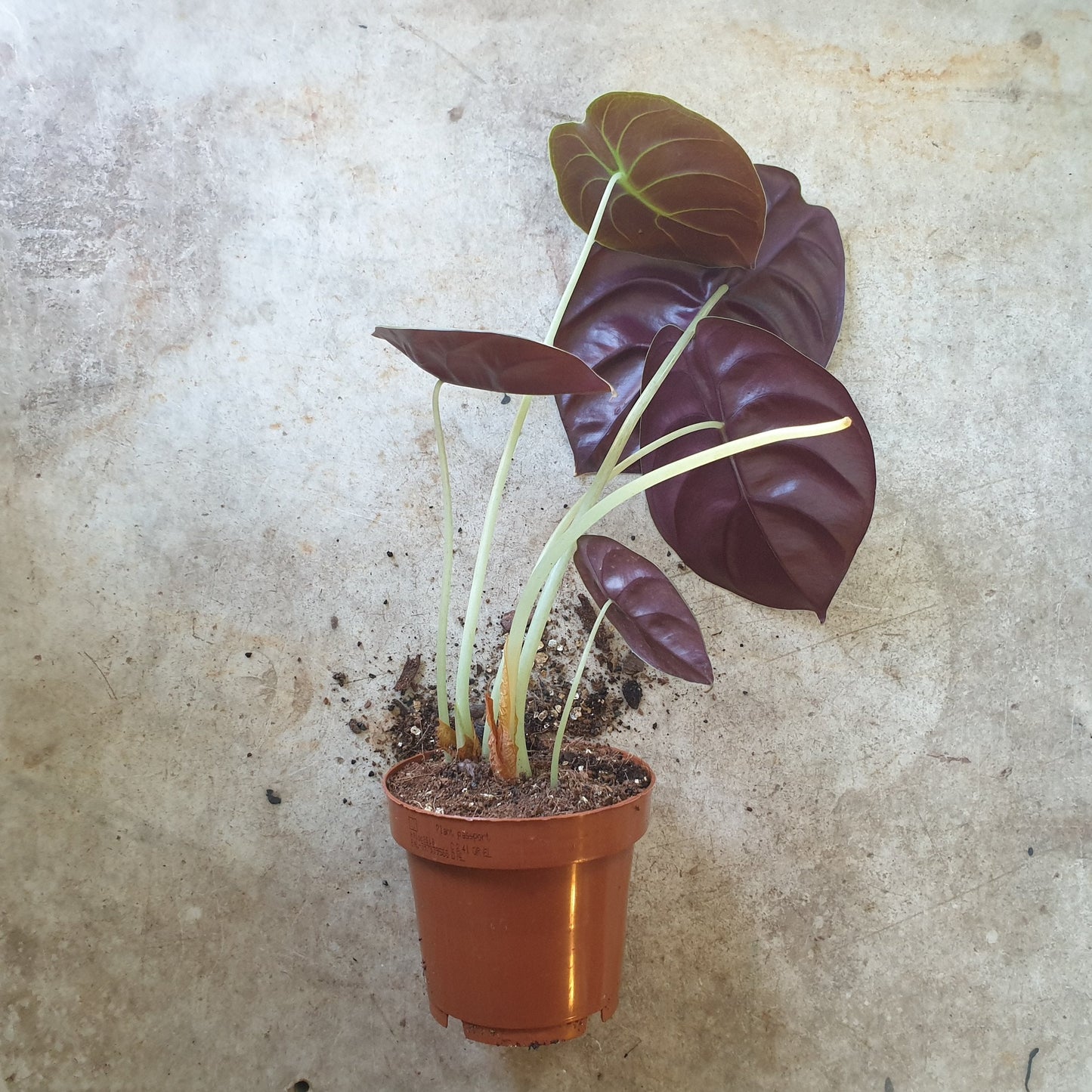 Alocasia cuprea 'Red secret'