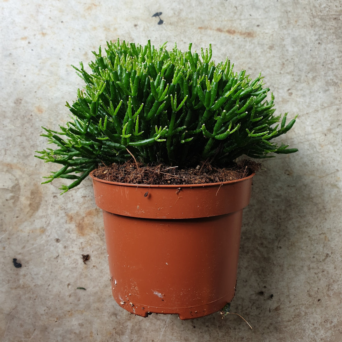 Rhipsalis burchellii (Coral Cacti)