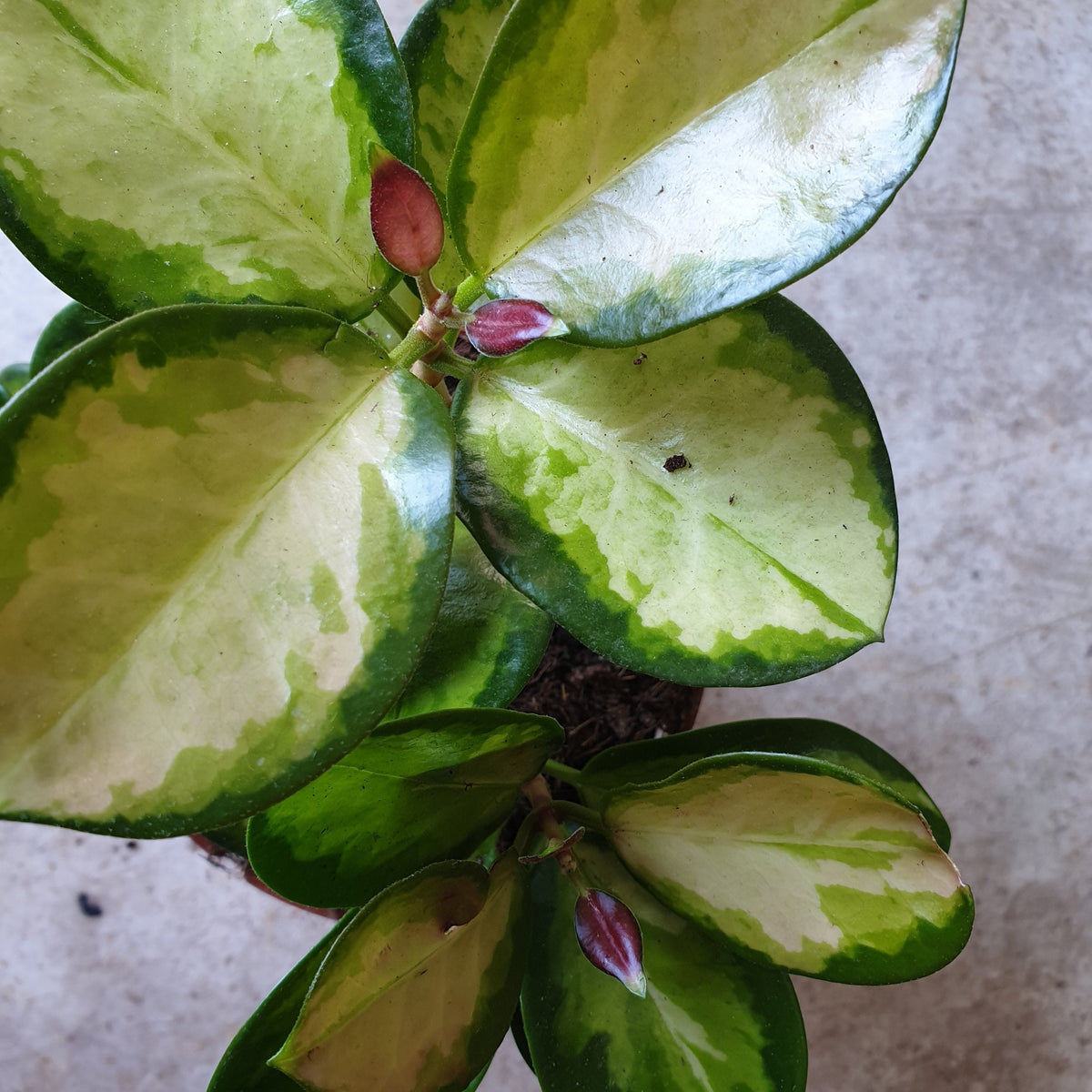 Hoya australis 'Lisa'
