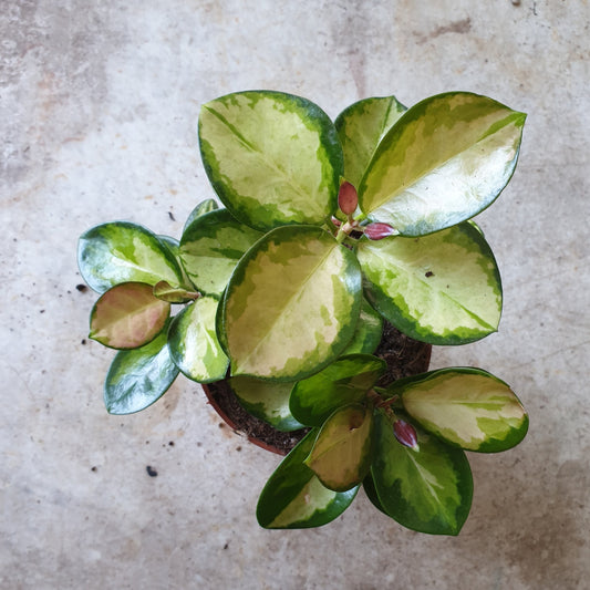 Hoya australis 'Lisa'