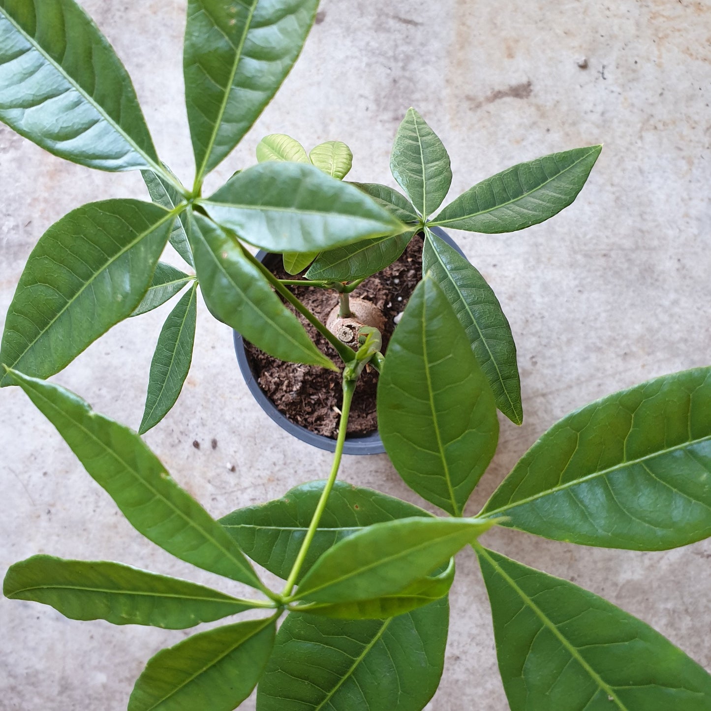 Pachira aquatica (Money Tree)