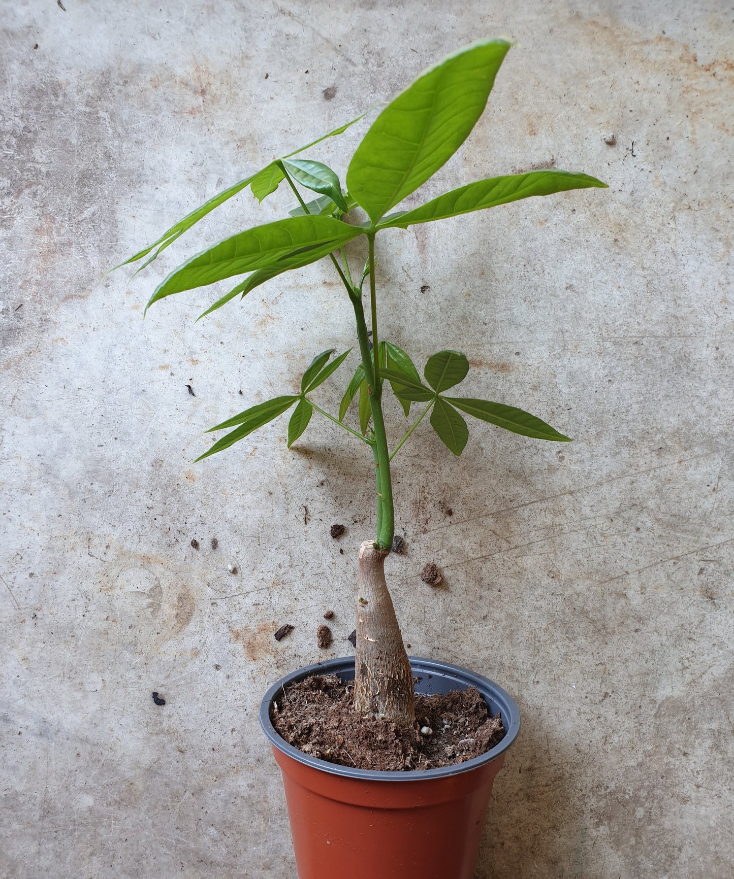 Pachira aquatica (Money Tree)