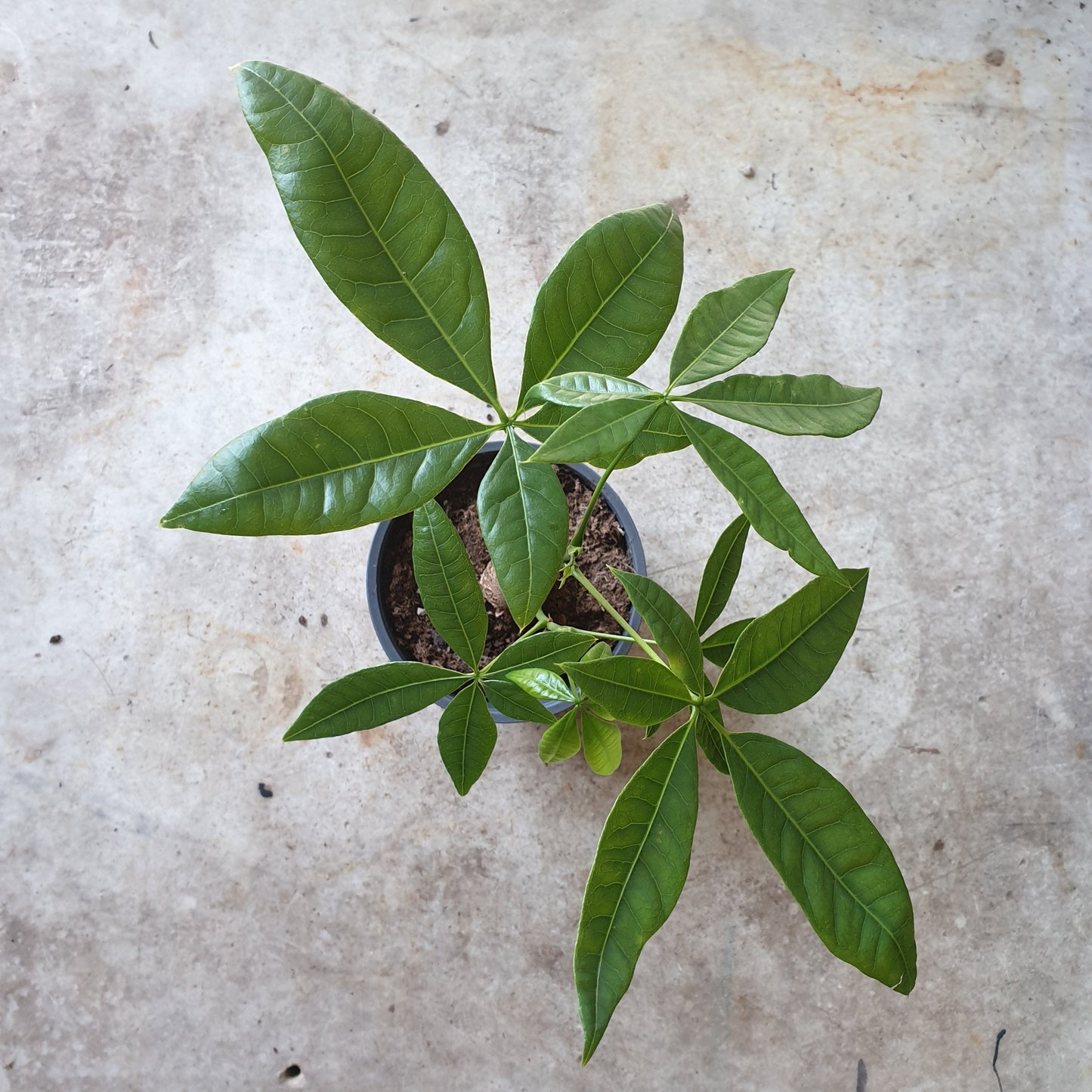Pachira aquatica (Money Tree)