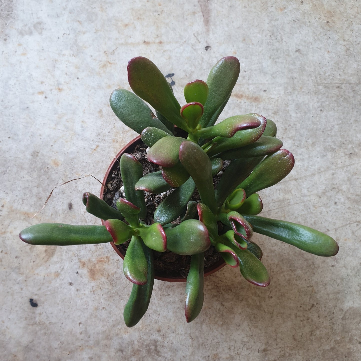 Crassula ovata 'Gollum' (Jade plant)