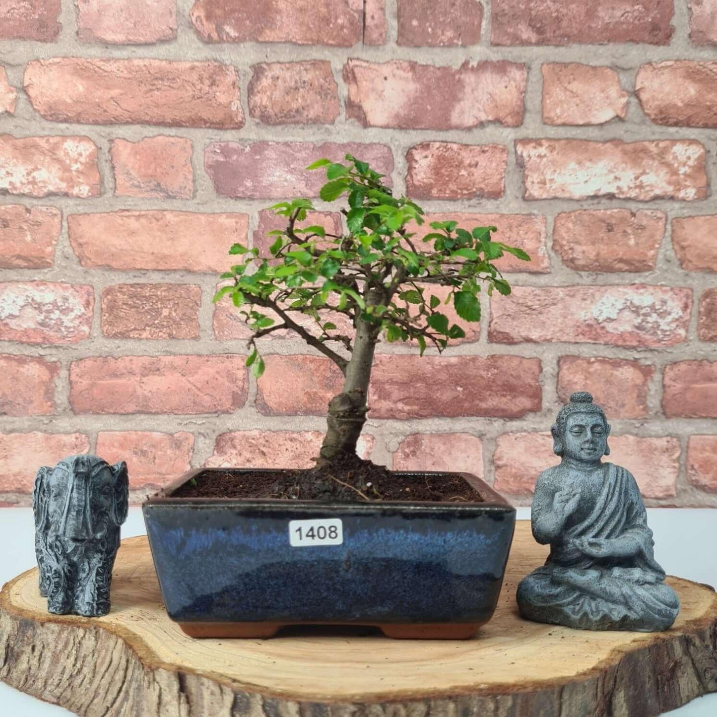 Chinese Elm Bonsai Tree - Bonsai Ulmus Parvifolia In 15cm Pot