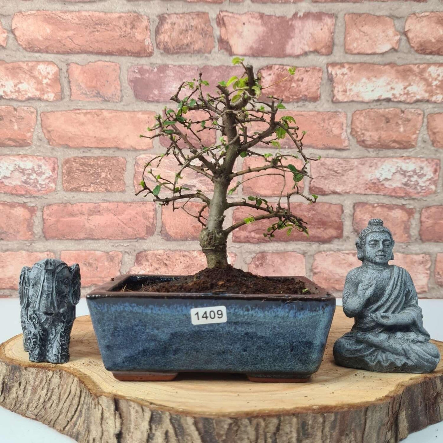 Chinese Elm Bonsai Tree - Bonsai Ulmus Parvifolia In 15cm Pot
