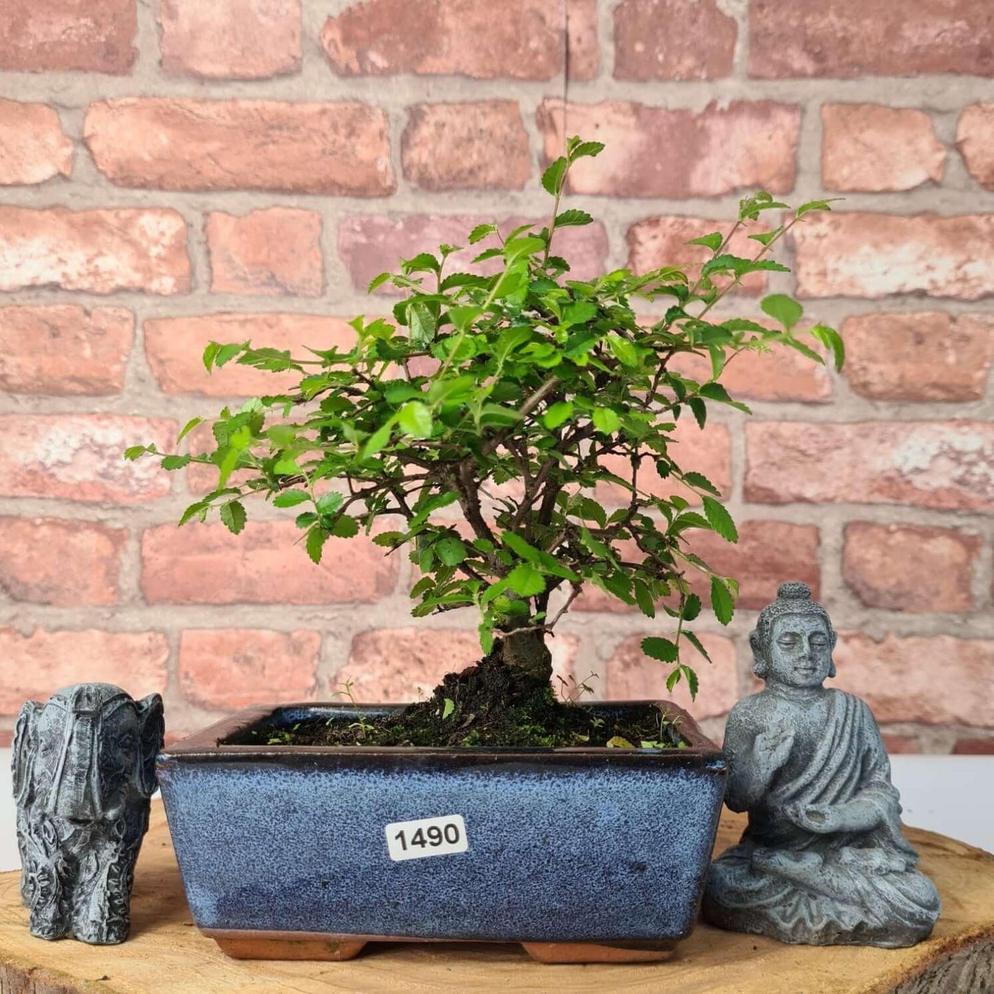 Chinese Elm Bonsai Tree - Bonsai Ulmus Parvifolia In 15cm Pot