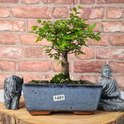 Chinese Elm Bonsai Tree - Bonsai Ulmus Parvifolia In 15cm Pot