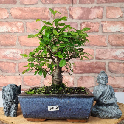 Chinese Elm Bonsai Tree - Bonsai Ulmus Parvifolia In 15cm Pot