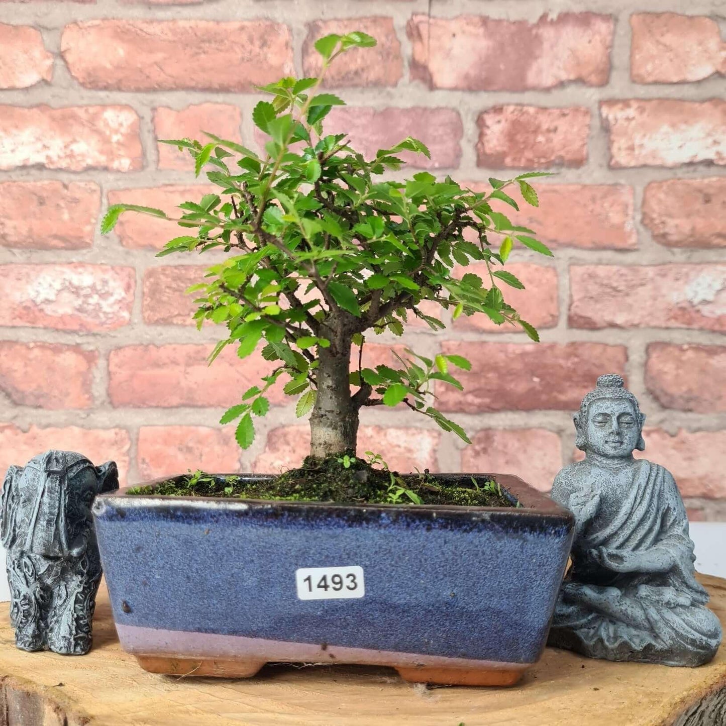 Chinese Elm Bonsai Tree - Bonsai Ulmus Parvifolia In 15cm Pot