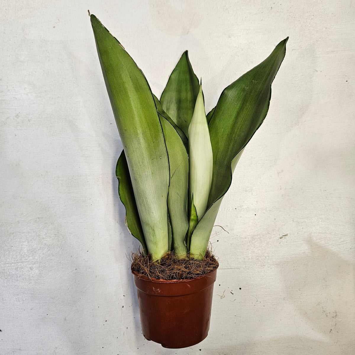 Sansevieria trifasciata 'Moonshine' (Snake Plant)