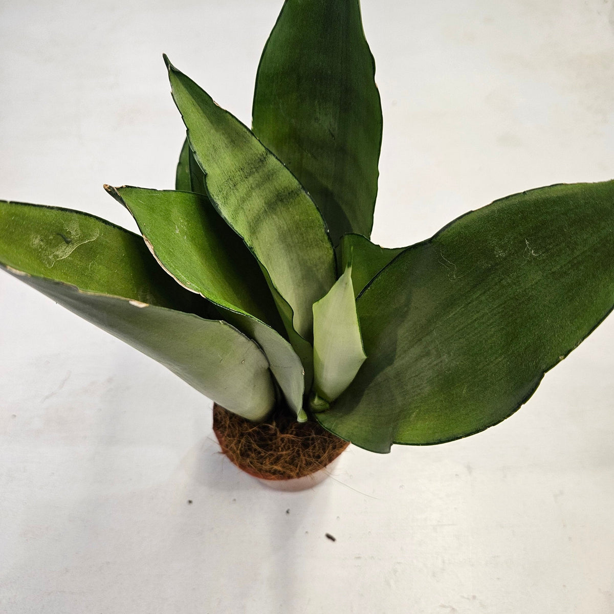 Sansevieria trifasciata 'Moonshine' (Snake Plant)