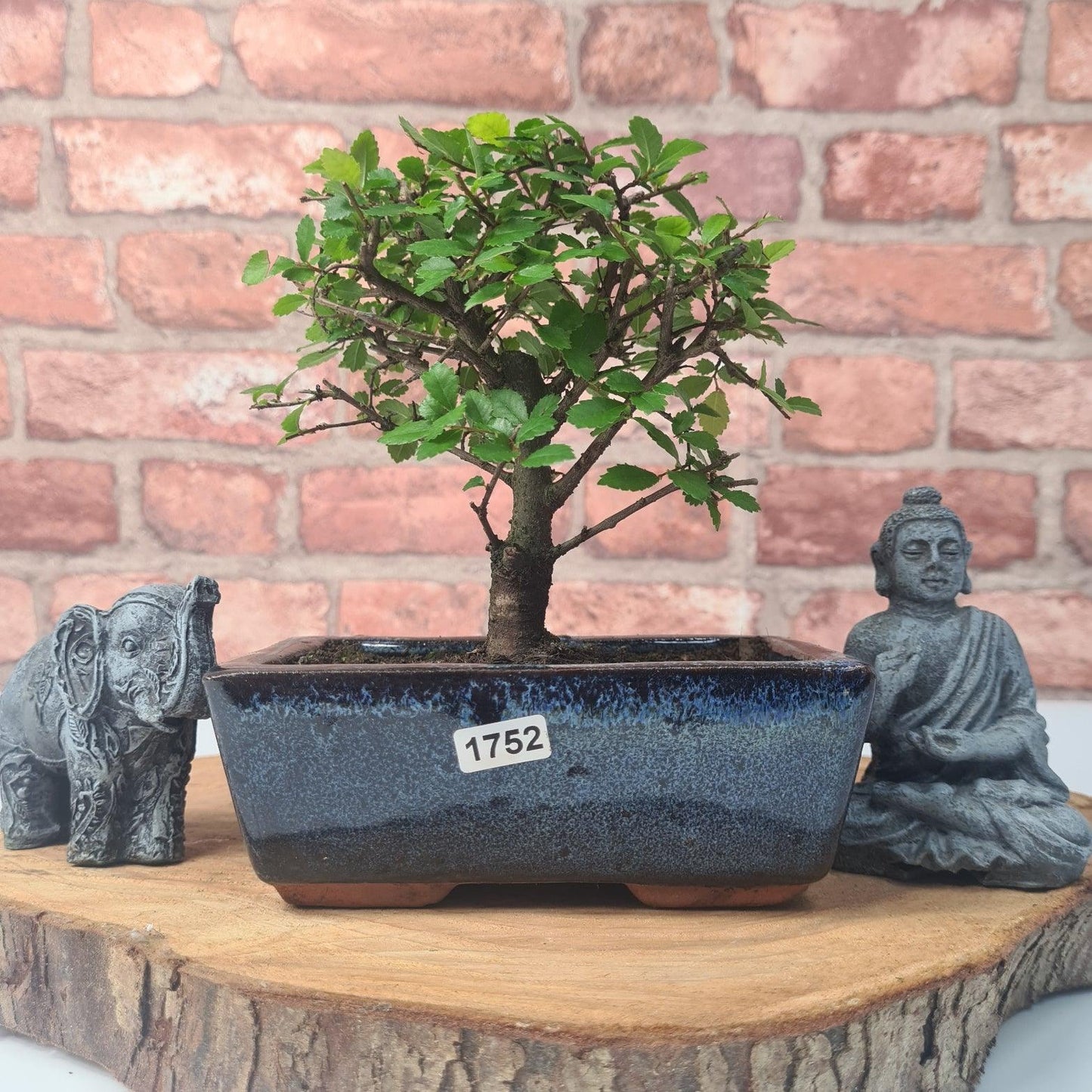 Chinese Elm Bonsai Tree - Bonsai Ulmus Parvifolia In 15cm Pot