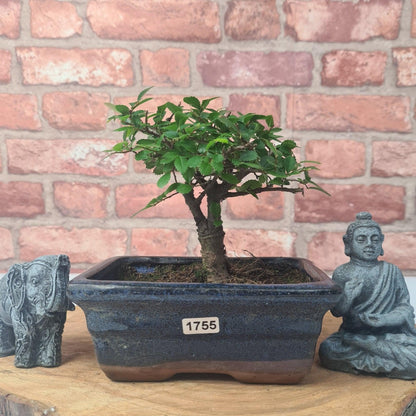 Chinese Elm Bonsai Tree - Bonsai Ulmus Parvifolia In 15cm Pot