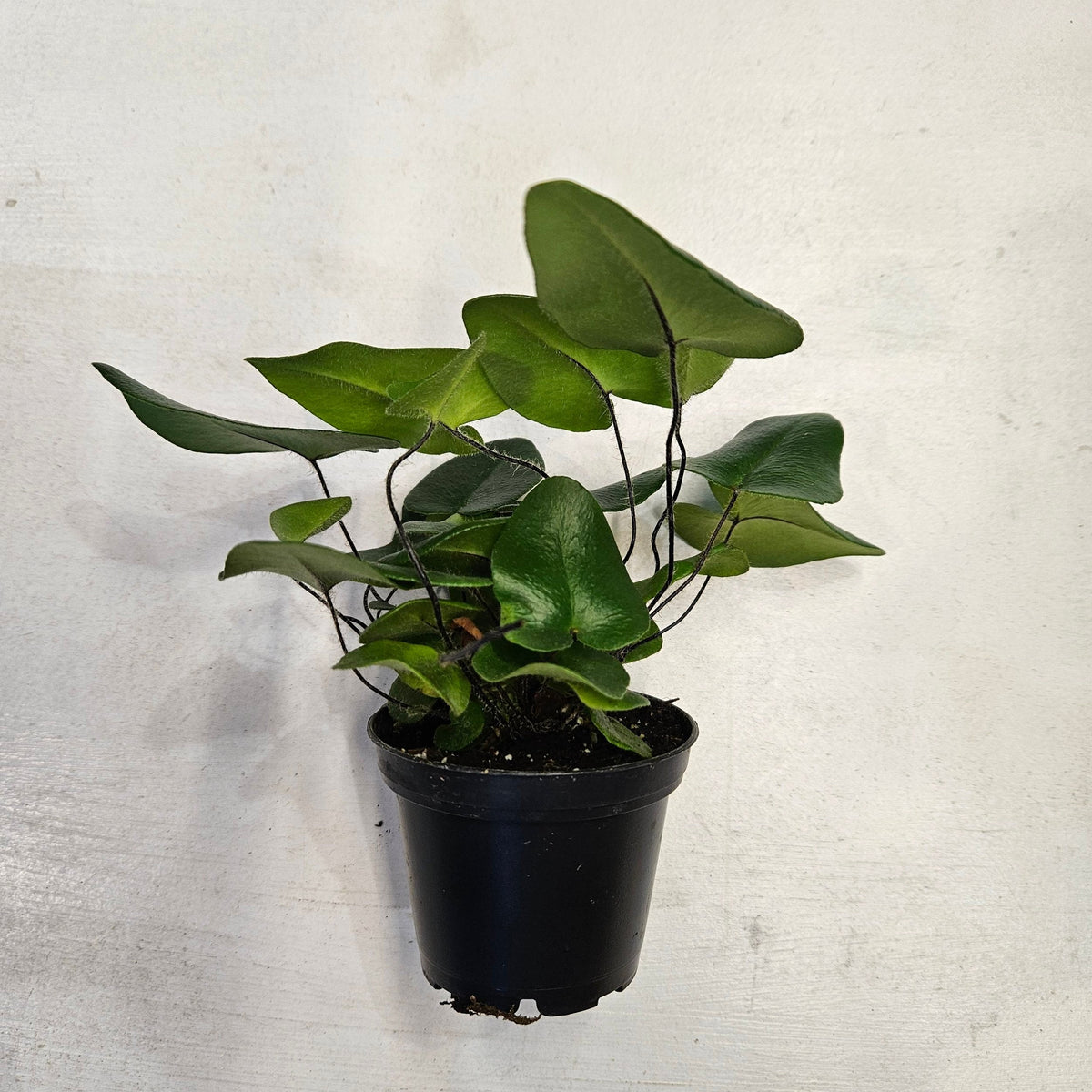 Hemionitis arifolia (Heart Leaf Fern)