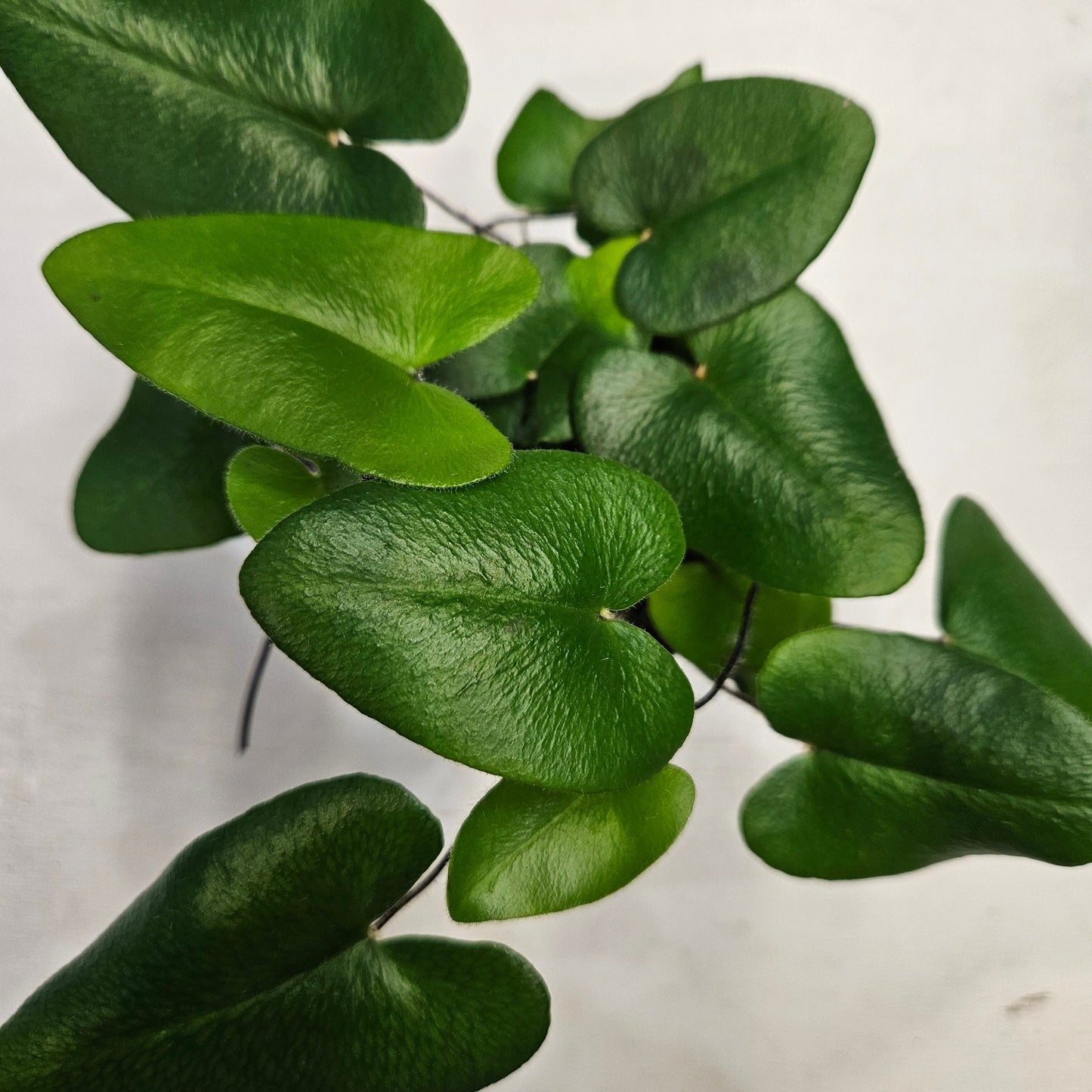Hemionitis arifolia (Heart Leaf Fern)