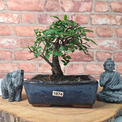 Chinese Elm Bonsai Tree - Bonsai Ulmus Parvifolia In 15cm Pot